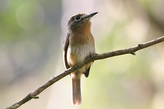 Roodborsttrappist - Nonnula rubecula